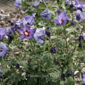 Hibiscus syriacus 'DVPazurri' (AZURRI SATIN)