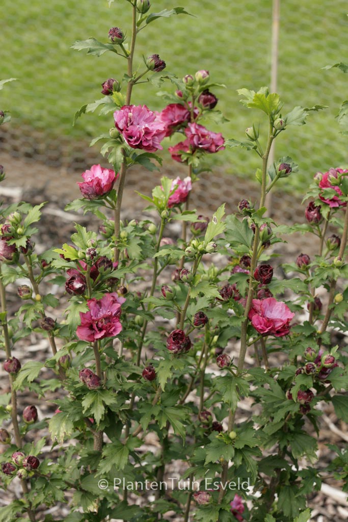 Hibiscus syriacus 'Duc de Brabant'