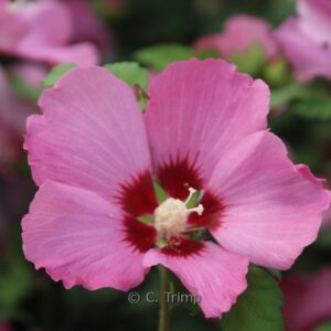 Hibiscus syriacus 'Flogi' (PINK GIANT)