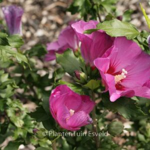 Hibiscus syriacus 'Floru' (RUSSIAN VIOLET)