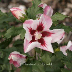 Hibiscus syriacus 'Hamabo'