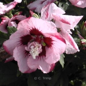 Hibiscus syriacus 'Lady Stanley'