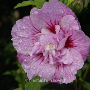 Hibiscus syriacus 'Notwood One' (LAVENDER CHIFFON)