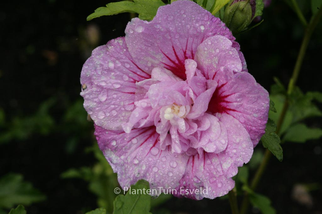 Hibiscus syriacus 'Notwood One' (LAVENDER CHIFFON)