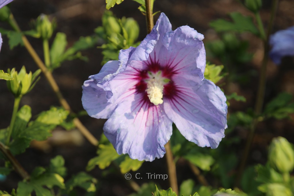 Hibiscus syriacus 'Oiseau Bleu'