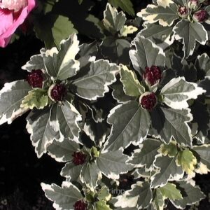 Hibiscus syriacus 'Purpureus Variegatus'