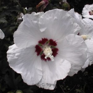 Hibiscus syriacus 'Red Heart'