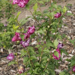Hibiscus syriacus 'Sanchonyo' (PURPLE RUFFLES)