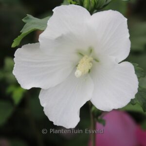 Hibiscus syriacus 'Snowdrift'