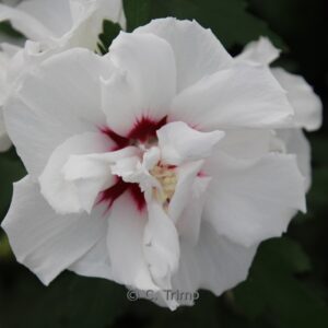 Hibiscus syriacus 'Speciosus'