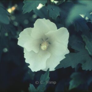 Hibiscus syriacus 'Totus Albus'