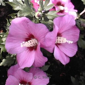 Hibiscus syriacus 'Woodbridge'