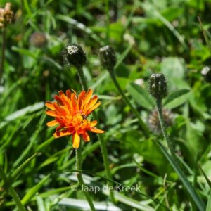 Hieracium aurantiacum