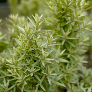 Hippophae rhamnoides 'Darsspel' (SILVER STAR)