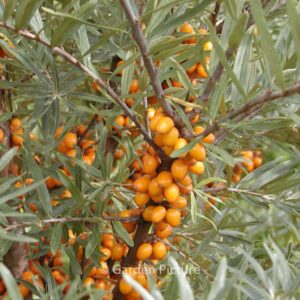 Hippophae rhamnoides 'Leikora'