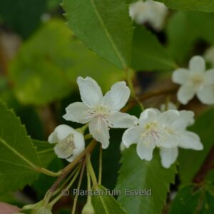 Hoheria sextylosa 'Stardust'