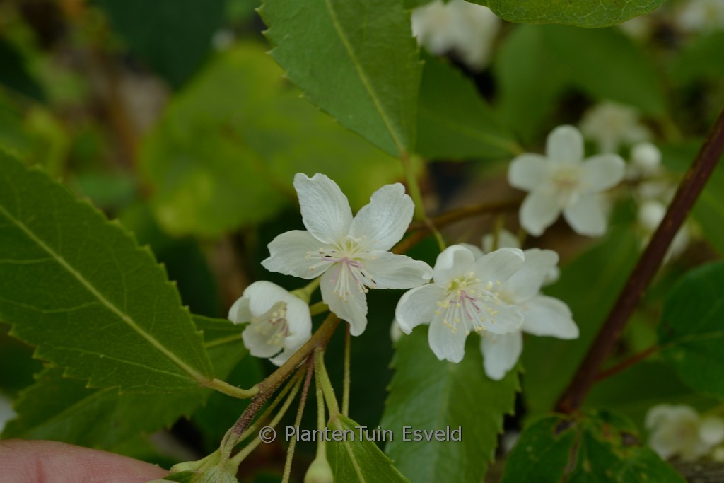 Hoheria sextylosa 'Stardust'