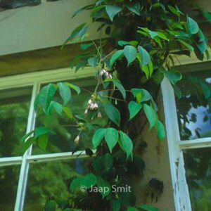 Holboellia latifolia