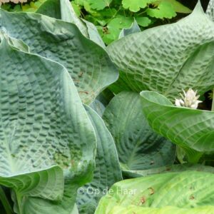 Hosta 'Abiqua Drinking Gourd'
