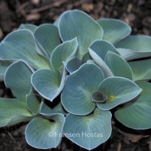 Hosta 'Blue Mouse Ears'