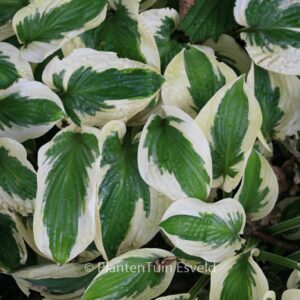 Hosta 'Brim Cup'