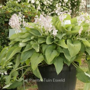 Hosta 'Empress Wu'