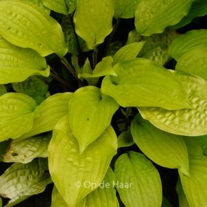 Hosta 'Fire Island'