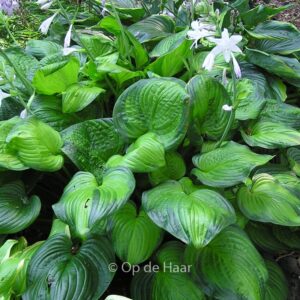 Hosta 'Guacamole'