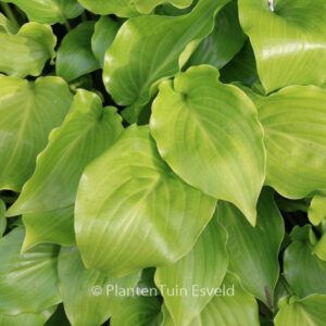 Hosta 'Invincible'