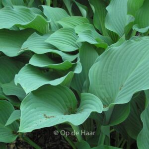 Hosta 'Krossa Regal'