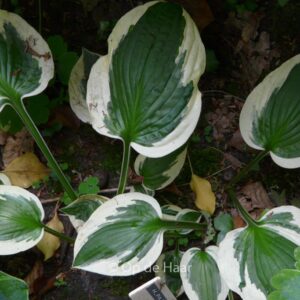 Hosta 'Patriot'