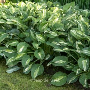 Hosta 'Snake Eyes'