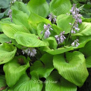 Hosta 'Sum and Substance'