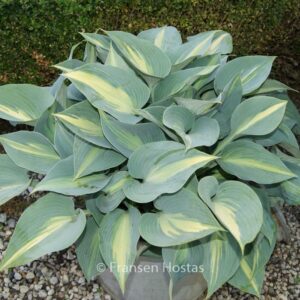 Hosta 'Touch of Class'