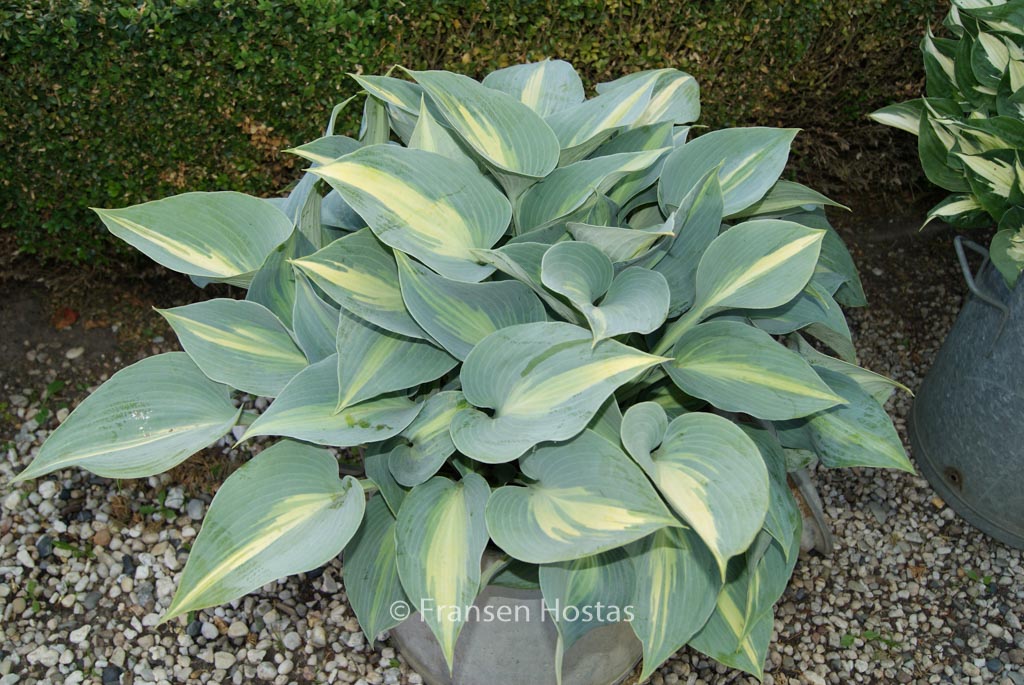 Hosta 'Touch of Class'