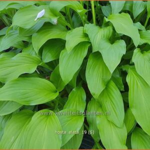 Hosta elata