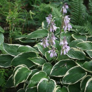 Hosta fortunei 'Francee'