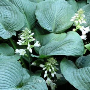 Hosta sieboldiana 'Elegans'