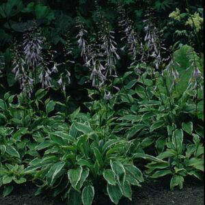 Hosta undulata 'Albomarginata'