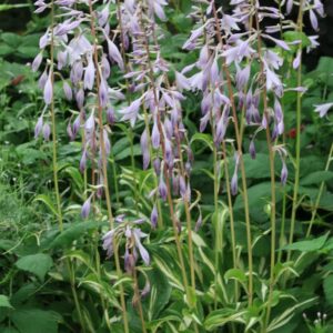 Hosta undulata 'Mediovariegata'