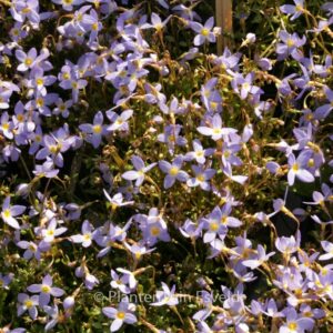 Houstonia caerulea 'Millard's Variety'