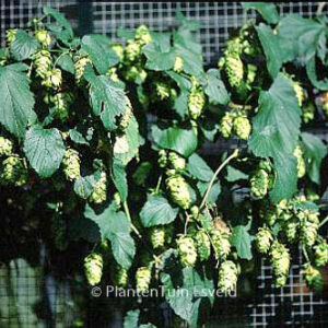 Humulus lupulus 'First Gold' (PRIMA DONNA)