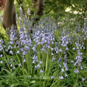 Hyacinthoides non-scripta