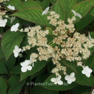Hydrangea 'Nepal Beauty'