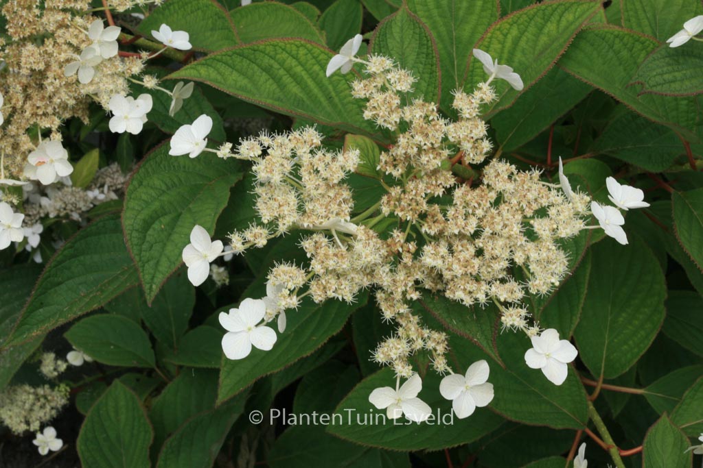 Hydrangea 'Nepal Beauty'