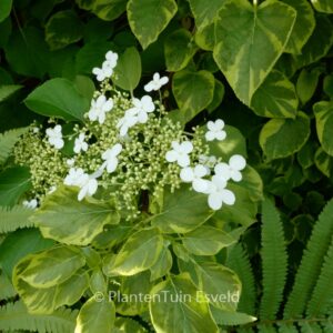 Hydrangea anomala 'Mirranda'