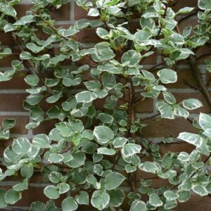 Hydrangea anomala 'Silver Lining'