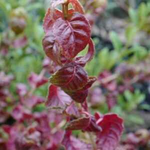 Hydrangea anomala 'Winter Surprise'