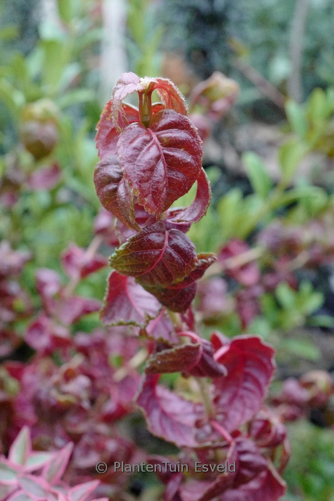 Hydrangea anomala 'Winter Surprise'