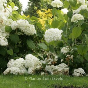 Hydrangea arborescens 'Abetwo' (INCREDIBALL) (STRONG ANNABELLE)